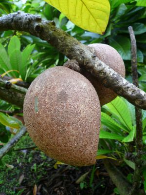 Fruit and Spice Park
