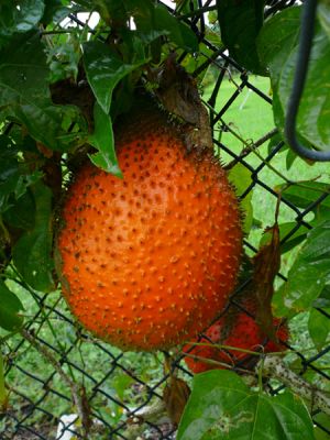 Fruit and Spice Park
