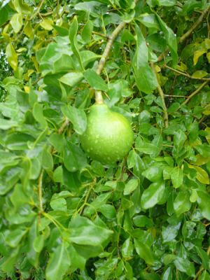 Fruit and Spice Park
