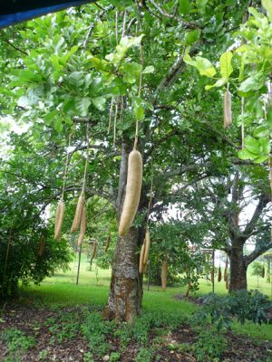 Fruit and Spice Park
