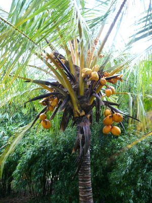 Fruit and Spice Park
