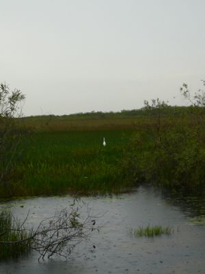 Everglades NP
