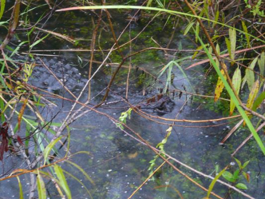 Everglades NP
