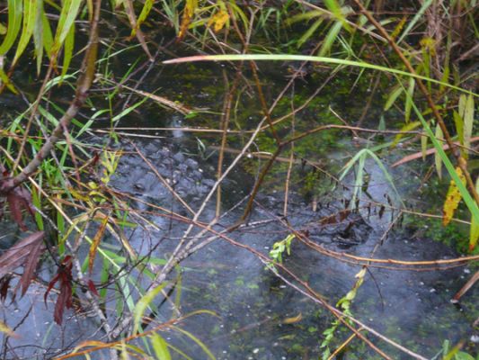 Everglades NP

