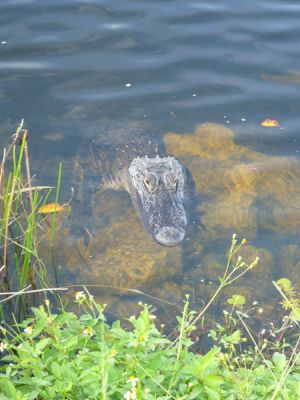 Everglades NP
