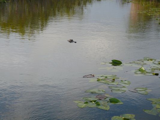 Everglades NP
