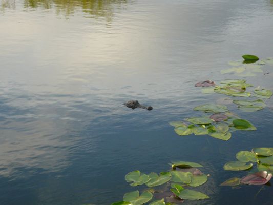 Everglades NP
