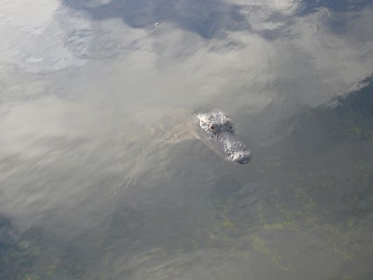Everglades NP
