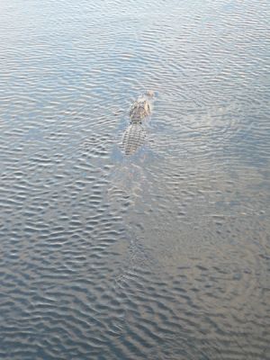 Everglades NP
