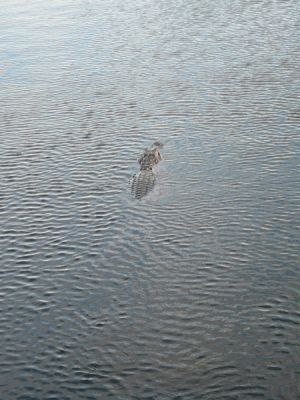 Everglades NP
