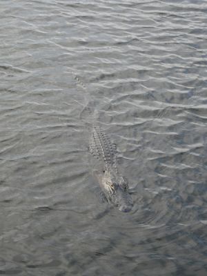 Everglades NP
