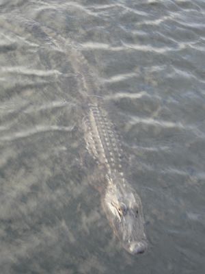 Everglades NP
