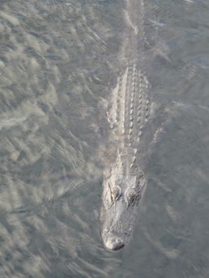 Everglades NP
