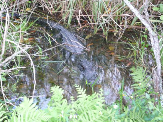 Everglades NP
