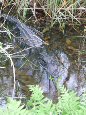 Everglades NP
