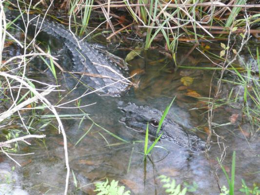 Everglades NP
