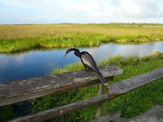 Everglades NP

