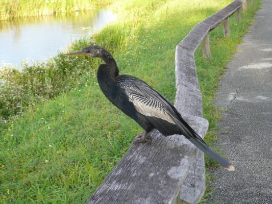 Everglades NP
