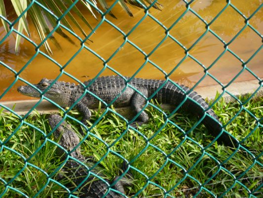 Gatorland
