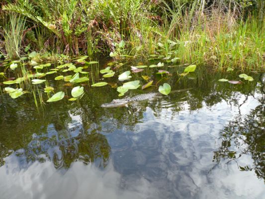 Everglades NP
