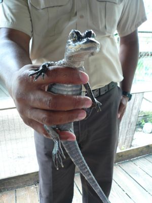 Gatorland
