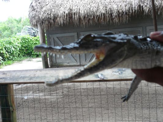 Gatorland
