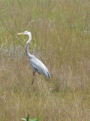 Everglades NP
