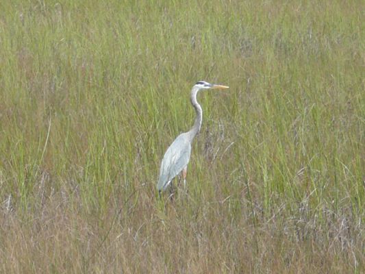 Everglades NP

