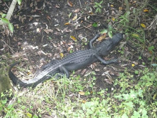 Everglades NP

