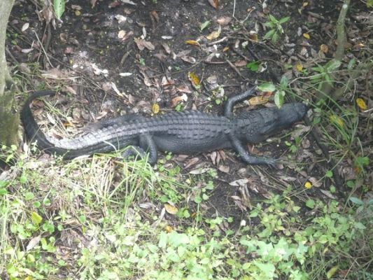 Everglades NP
