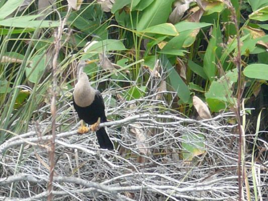 Everglades NP
