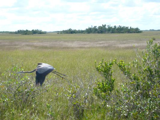 Everglades NP

