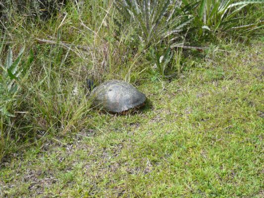 Everglades NP
