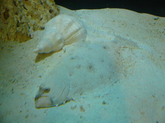 Mote Aquarium
