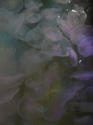Mote Aquarium
