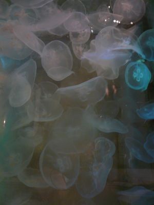 Mote Aquarium
