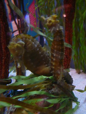 Mote Aquarium
