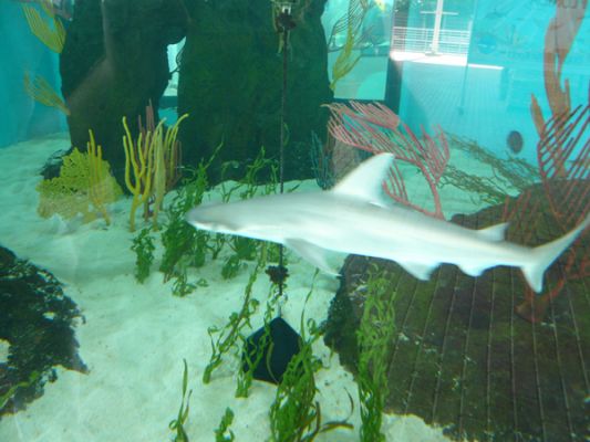 Mote Aquarium
