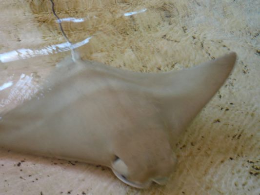 Mote Aquarium
