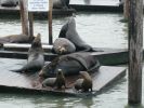 Pier 39 San Francisco