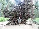 Sequoia im Yosemite