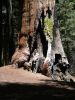 Sequoia NP