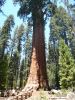 Sequoia NP