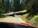 Sequoia NP