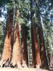 Sequoia NP