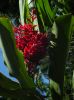 Jamaica Botanical Garden