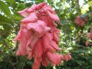 Jamaica Botanical Garden