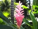 Jamaica Botanical Garden