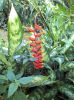 Jamaica Botanical Garden
