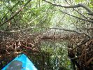 Grand Cayman Kayaktour